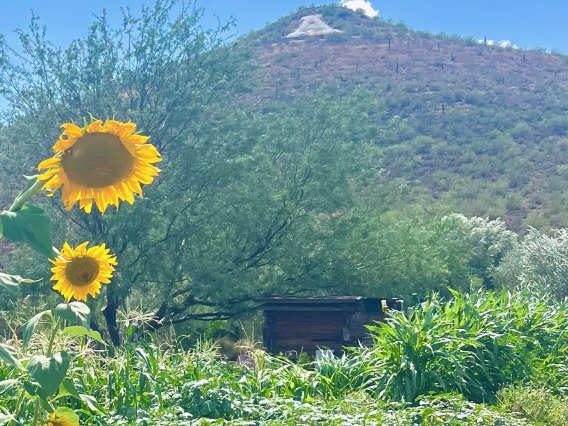 A photo of "A Mountain" with sunflowers.   