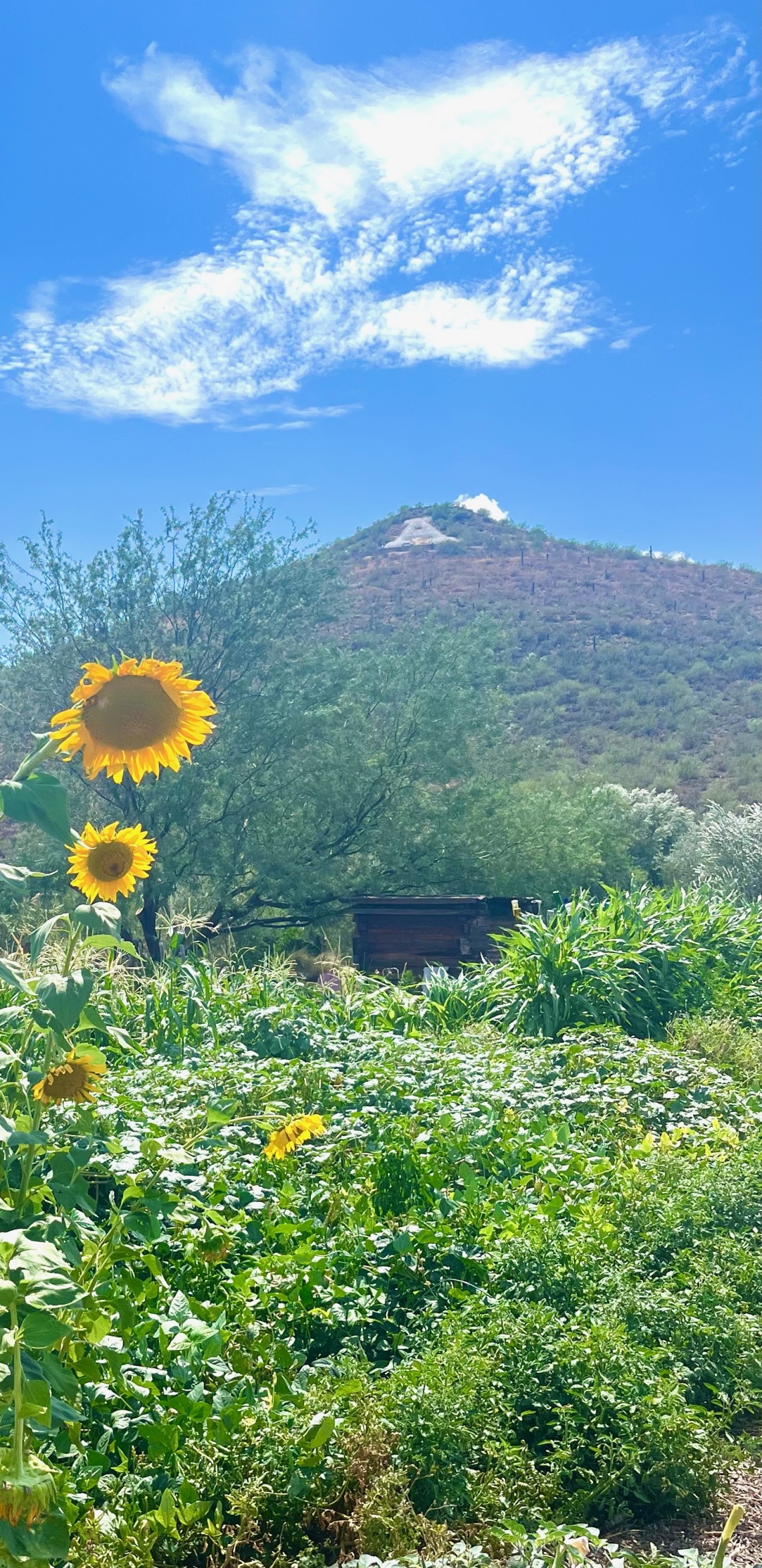 A photo of "A Mountain" with sunflowers.   